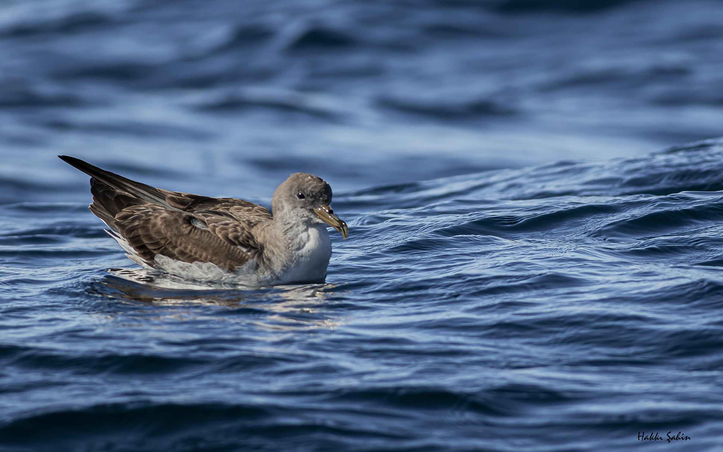 Cory's Shearwater
